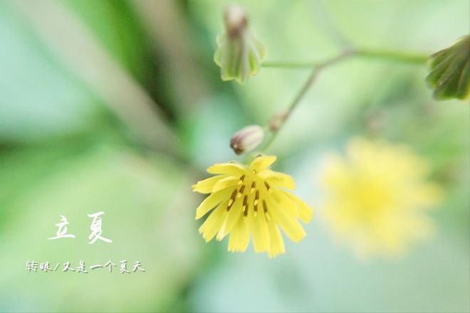 “白天立夏夏来早晚上立夏夏来迟”今年在几点？