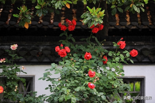 “立夏在尾五月晒；立夏在中三伏淋”今年哪？夏天雨水多吗？